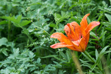 Orange lilly flower in the garden after  rain - 330328992