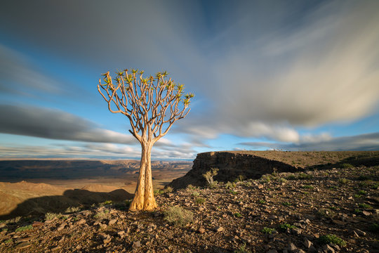 A dramatic sunset landscape taken on top of the arid and stark Fish River Canyon, Namibia, with an ancient Quiver Tree bathed in golden sunlight and fast moving clouds in the blue sky.