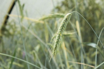 Wheat ears macro photography - 330329186