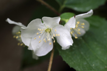 Sweet Mock Orange (English Dogwood, Philadelphus coronarius)