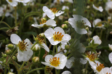Obraz premium Strawberry blossom. Flowers and buds