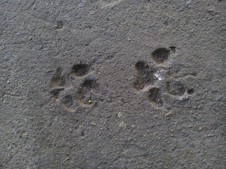 Top view of animal footprints on concrete floor textured background. Dog footprints. Dog paw prints.