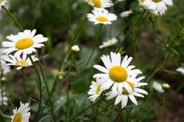 Chamomile flowers closeup