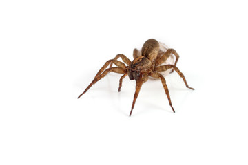 Wolf spider with cocoon isolated on white