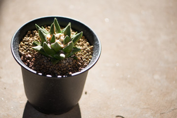 Ariocarpus trigonus in flower pot