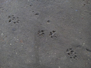 Top view of animal footprints on concrete floor textured background. Dog footprints. Dog paw prints.