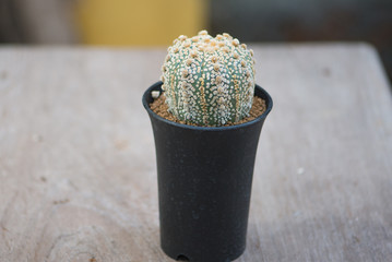 Astrophytum asterias "SUPER KABUTO" cactus in flower pot