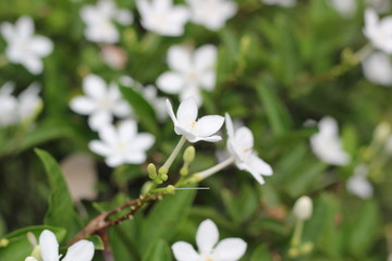 Small beautiful, white flower garden.