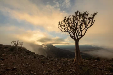 Fotobehang Chocoladebruin A moody landscape taken on top of the arid and stark Fish River Canyon, Namibia, with an ancient Quiver Tree silhouetted in the foreground, and the golden sun breaking through the clouds at sunrise.  © Udo Kieslich