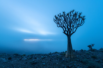 A moody, misty landscape taken on top of the arid and stark Fish River Canyon, Namibia, with an ancient Quiver Tree silhouetted in the foreground, and the sun trying to break through the mist at dawn.