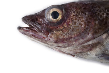 Alaska pollock isolated on white