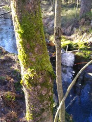 Green moss tree near stream in the forest on a sunny spring day