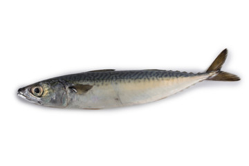 Chub mackerel (Pacific mackerel, saba)
