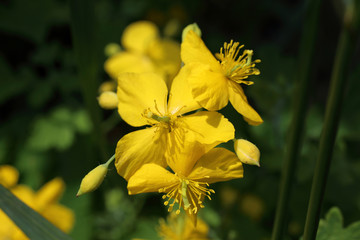 Yellow celandine flowers (Chelidonium asiaticum)