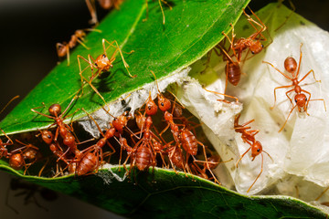 Red ants are helping to pull the leaves together to build a nest