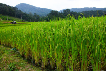 Fototapeta na wymiar paddy field with green rice paddy and mountain background