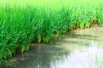 Paddy field in Thailand with green rice 