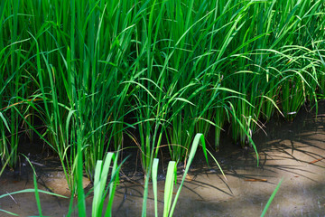 Paddy field in Thailand with green rice 