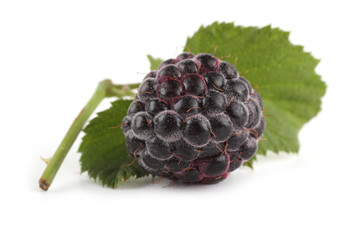 Black raspberry (Rubus idaeus) and leaf isolated on white
