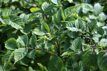 Growing poteto on field. Argicultural background