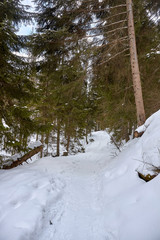 Mountain trail to Kopieniec Glade (Polana Kopieniec) in Tatra Mountains, Poland © PatPat