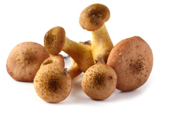 Little honey fungus mushrooms isolated on white