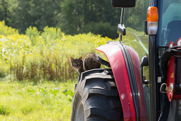 cat sitting on farm tractor in front of field