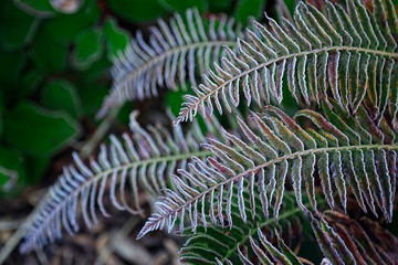Frosted Ferns