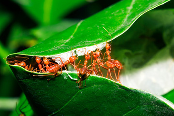 Red ants are helping to pull the leaves together to build a nest