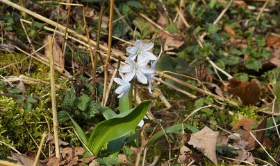 Frühblüher im Wald