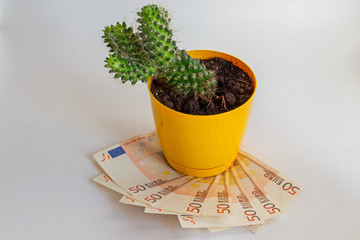 Green cactus succulent with four branches reaching up growing in orange flower pot standing on fanned stack of fifty euros bills. Concept: Taking care of business and growing prosperity as result