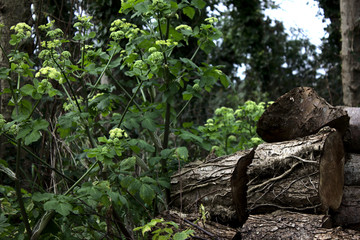 Logs In A Forest
