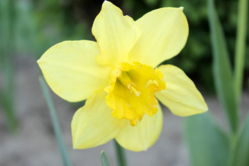 Narcissus close up, yellow daffodil national flower of  Wales Stock photo
