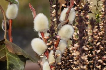 Blumenarrangement mit Weidekätzchen