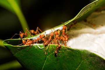 Red ants are helping to pull the leaves together to build a nest