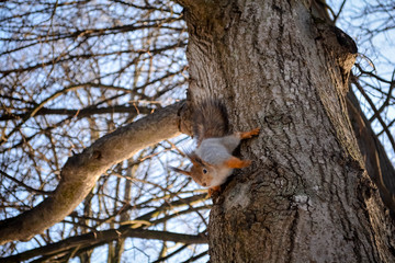 squirrel on tree