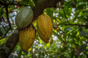 Close Up of a cacao fruit in Vietnam