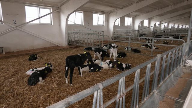 Young calf standing in the straw. in the poultry house, there are cows and they eat straw. Dairy farm management and calf feeding. Feeding roughage and concentrate for dairy calves in a dairy farm.