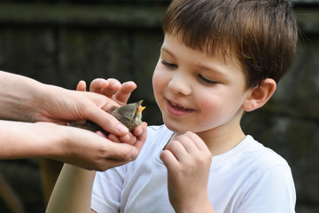 Excited boy watch a little bird in mom hand. Little child saved little bird