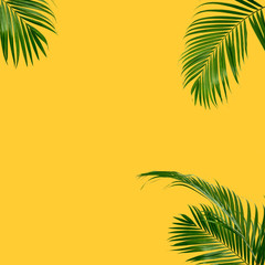 summer frame tropical palm background yellow