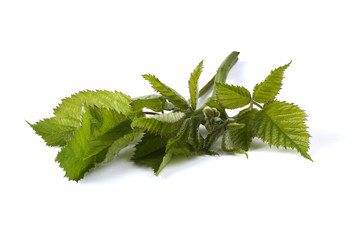 Blackberry leaves isolated on white