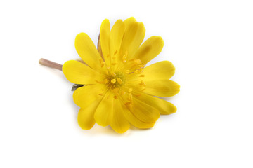 Adonis amurensis. Far eastern yellow snowdrop