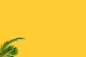 Fototapeta na wymiar summer frame tropical palm background yellow