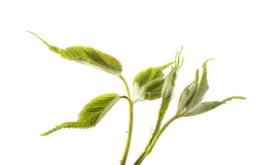 Blackberry leaves isolated on white