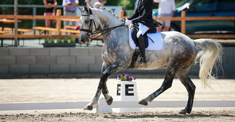 Dressage horse mold galloping in a cutout with rider at compass point E..