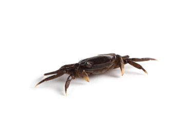 Little crab isolated on white background
