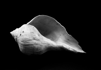 shell isolated on black background
