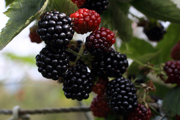 Growing blackberries. Harvest