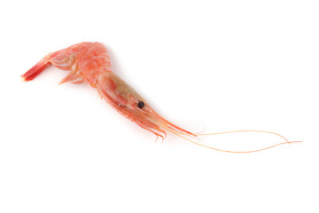 Shrimp isolated on white