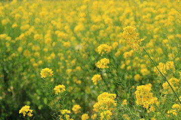 南伊豆　日野の菜の花畑